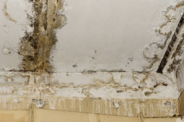 Best Mold Damage Restoration  in Gardnertown, NY